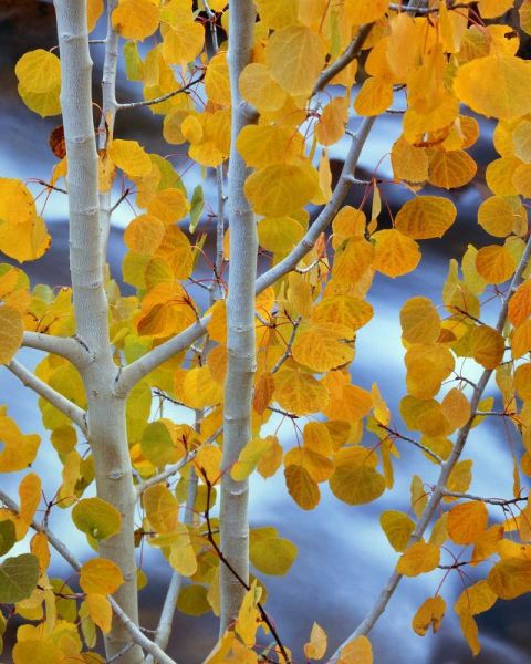 CA, Bishop Autumn leaves on aspen tree